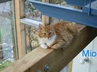 Mio auf ihrem Hochsitz