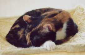 Momo beim Schlafen