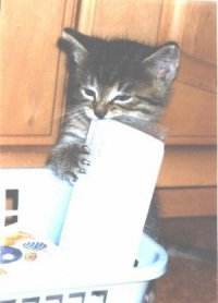 Moritz beim Kartenknabbern