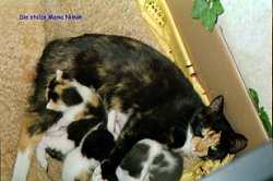 Nimue und die Murckels