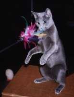 Ninchen, mein Tanzbrchen