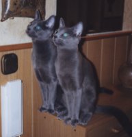 Wir hypnotisieren die Fliege noch