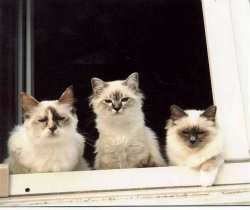 Oktavia, Abu und Gina beim Sonnenbad