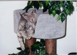 Enrico und Elaisa im Kratzbaum