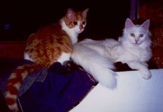 Beide eintrchtig auf dem Sofa