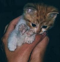 Paul in jungen Jahren