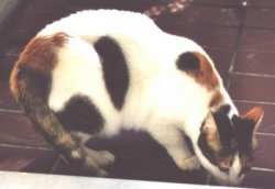 Paula auf der Suche nach etwas Essbarem