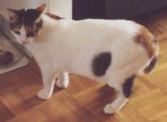 Paula vor dem Futternapf