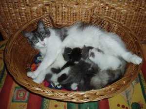 Pebbles und die Babies