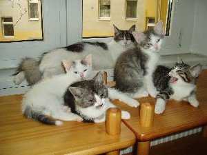 Pebbles und die Babies