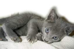 In die Decke gekuschelt