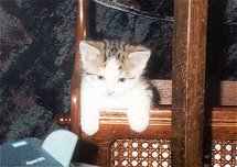 Pnktchen im Zeitungsstnder