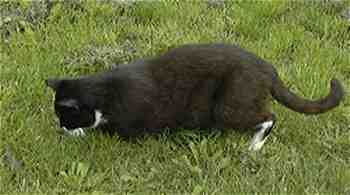 Purzelchen beim Musefangen