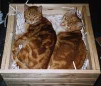 Die beiden in ihrer Lieblingsschlafkiste