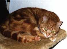 Roddy schlecht gelaunt