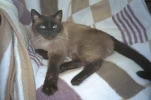 Rogi, auch in der Kuschelecke.