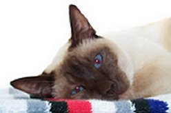 Romy auf der Fensterbank