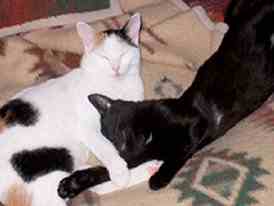 Salem und Scully aneinander gekuschelt