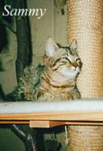 Sammy