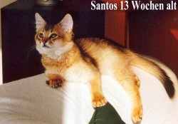 Santos auf dem Sofa lmmelnd