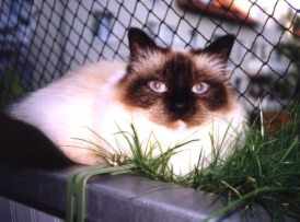 Schneewi im Balkonkasten