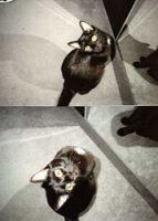 Shaun vor dem Spiegel