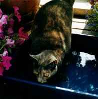 Sheherazade beim Krabben fangen