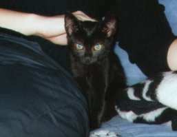 Shiva beim Eintreiben ihrer Streicheleinheiten