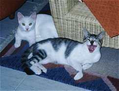 Silly und der ghnende Telefonmann