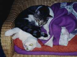 Ganz schn schwer, so ein Telefonmann