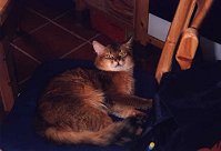 EC Sileas vom Alemannenweg, Mitverursacher der Katzenfamilie