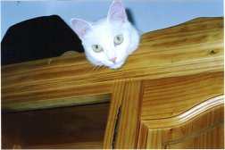 Silly auf dem Schrank