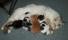 Sina mit ihren Babys