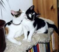 Soll ich dich sauber machen?