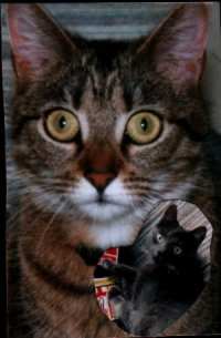 Spikes (kleines Bild: Ezio)