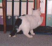 Stpsele bei der Broarbeit