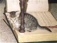 Streifchen beim Schmkern