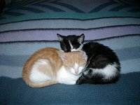 Ein Herz und eine Seele