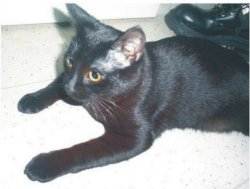 Sultan bewacht die Schuhe