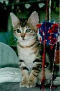 Sunny bewacht das Spielzeug