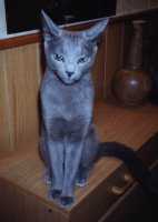 Ist Talie nicht eine hbsche Katzenstatue