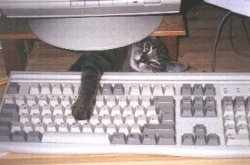 Tiger Charly sucht Rat bei Miau