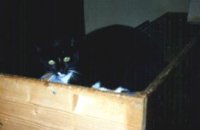 Teddy, der Gastkater