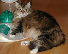 Terri beim Massieren