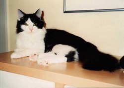 Tiger auf dem Sideboard