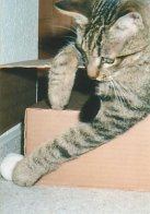 Tigerle beim Spielen