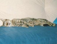 Tigerle beim Schlafen