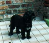 Tina mit kurzem Fell