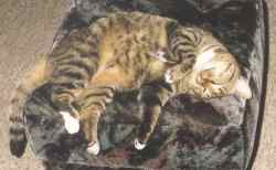 Tinky auf dem Hocker