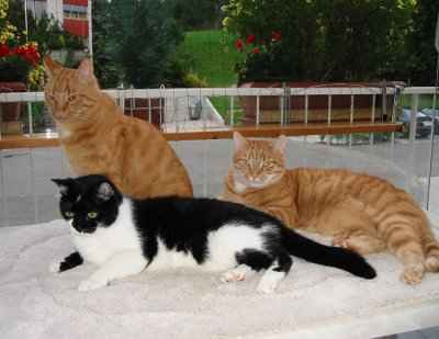 Das Trio auf dem Balkon